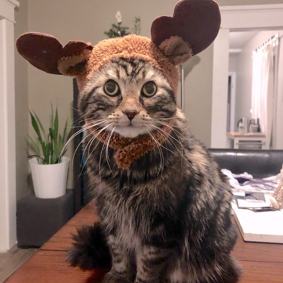 Meet Nicky - Picture 2 of 3